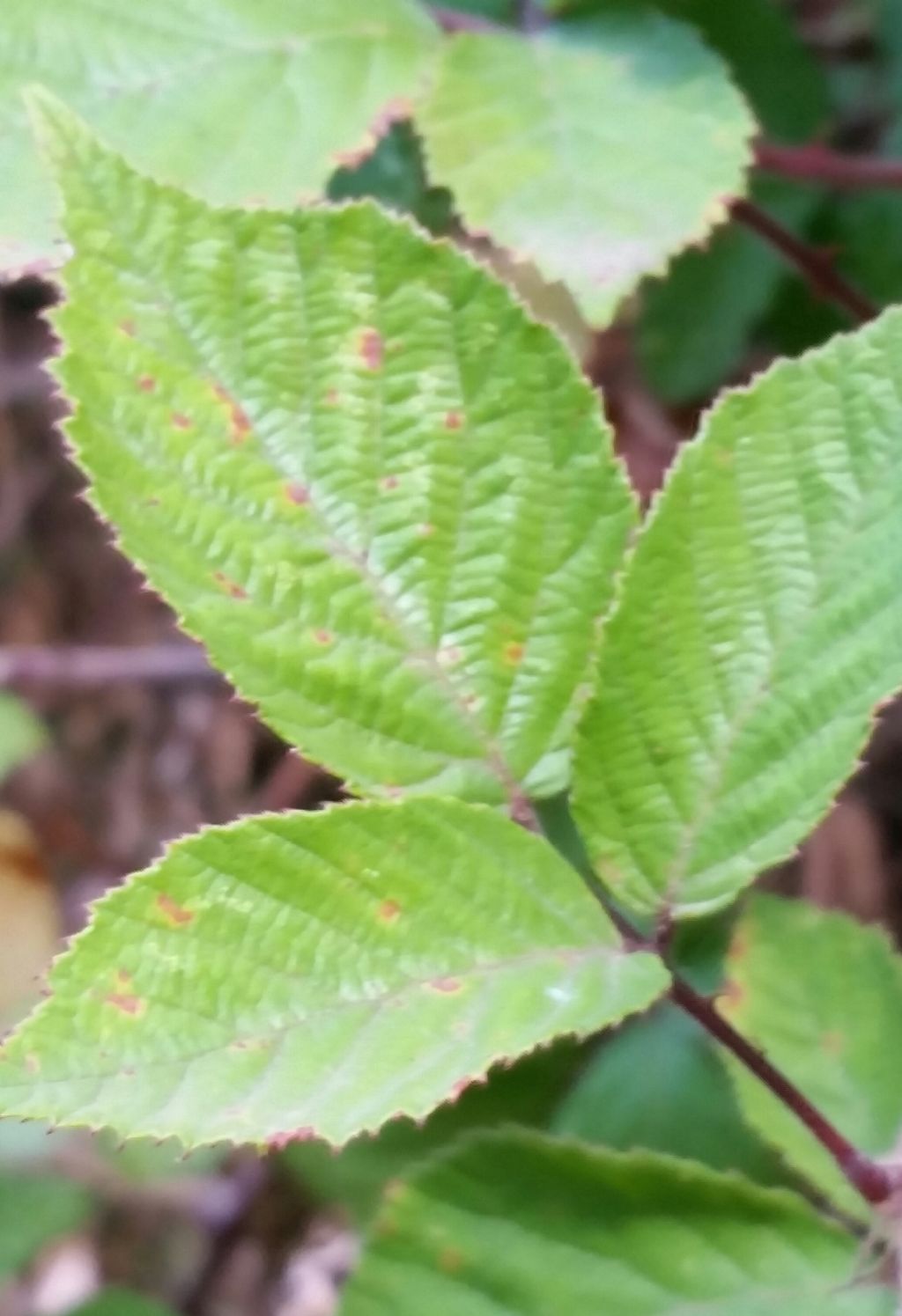 Rubus ulmifolium